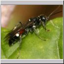 Alysson spinosus - Grabwespe w09d 7-8mm.jpg